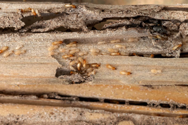 Best Emergency Pest Control  in Rio Vista, TX